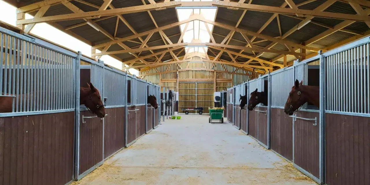Cheval curieux dans sa stalle, dans une écurie moderne offrant une stabulation libre spacieuse et lumineuse.