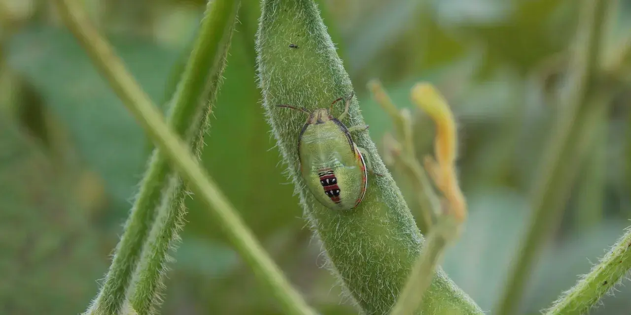 Un insecto verde con marcas rojas y negras, una de las chinches de campo, descansa sobre una vaina de soja peluda.
