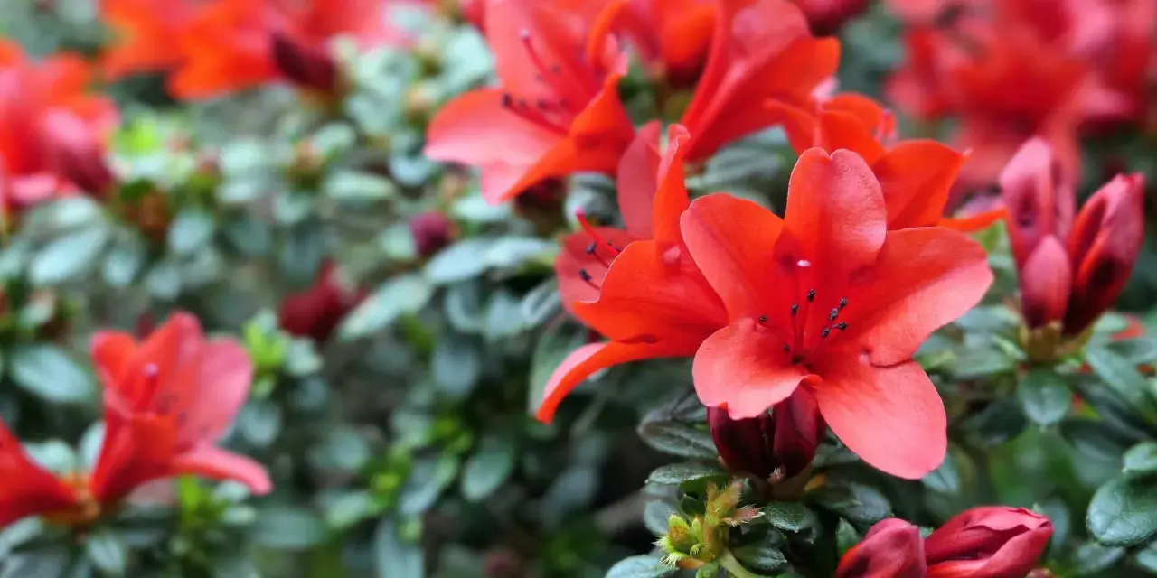 Rojo vibrante de azaleas en flor, con detalles de sus pétalos y hojas verdes. Consejos para sus azalea cuidados.