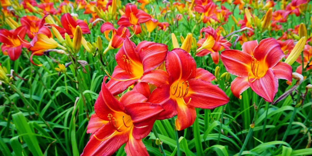 Ein Feld voller leuchtend roter und gelber Taglilien. Der ideale Taglilien Standort ist sonnig, um diese Blütenpracht zu genießen.