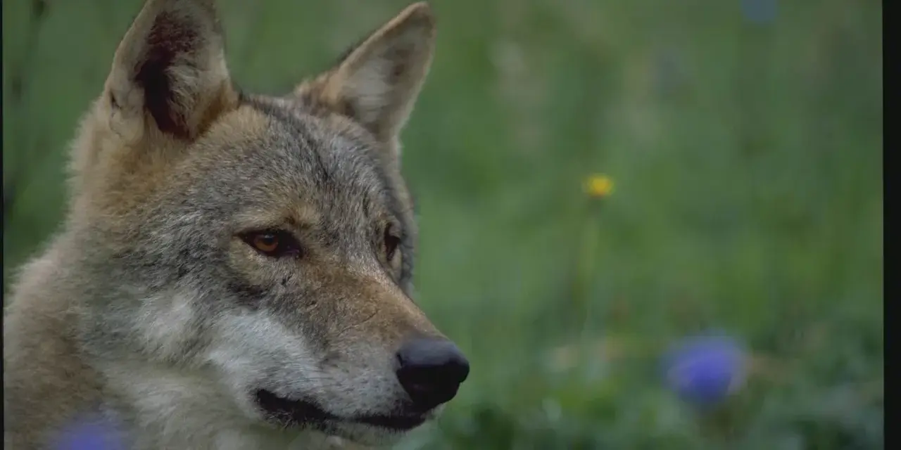 En varg tittar ut över en grön äng med några blå och gula blommor. Det är som att se en varg måla sig själv i naturen.