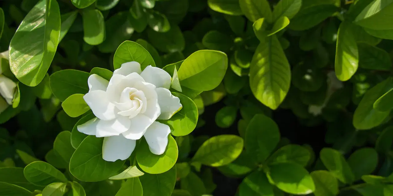 A single white gardenia flower blooms amidst lush green leaves, hinting at its potential gardenia flower benefits for skin.