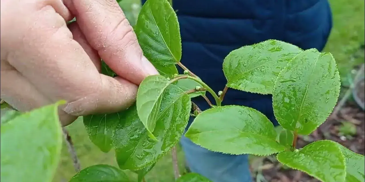 Jaki nawóz do mini kiwi? Odkryj tajniki skutecznego nawożenia
