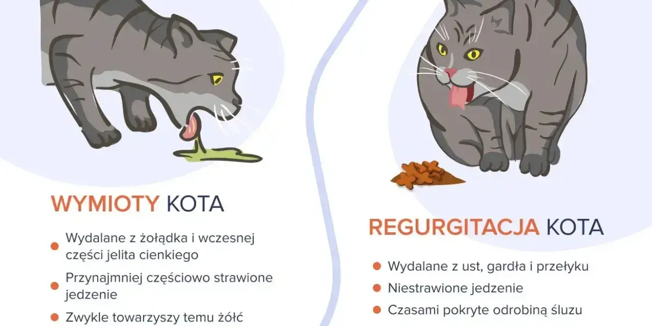 Ilustracja pokazuje dwa koty: jeden wymiotuje, drugi regurgituje. Objawy umierającego kota mogą być podobne, ale te ilustracje pokazują różnice między wymiotami a regurgitacją.