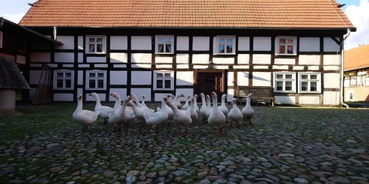 Stado gęsi przed zabytkowym budynkiem Muzeum Kultury Ludowej Pomorza w Swołowie.