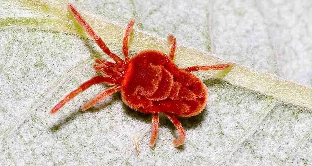 Un piccolo ragnetto rosso, con il corpo peloso, si muove su una foglia di piante.