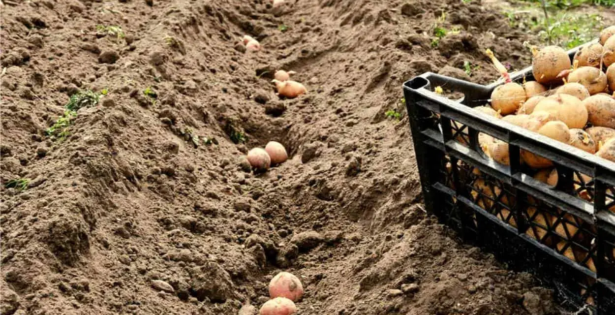 Semina patate in solchi, con una cassetta piena di tuberi pronti per la semina, seguendo i cicli lunari, luna calante o crescente.
