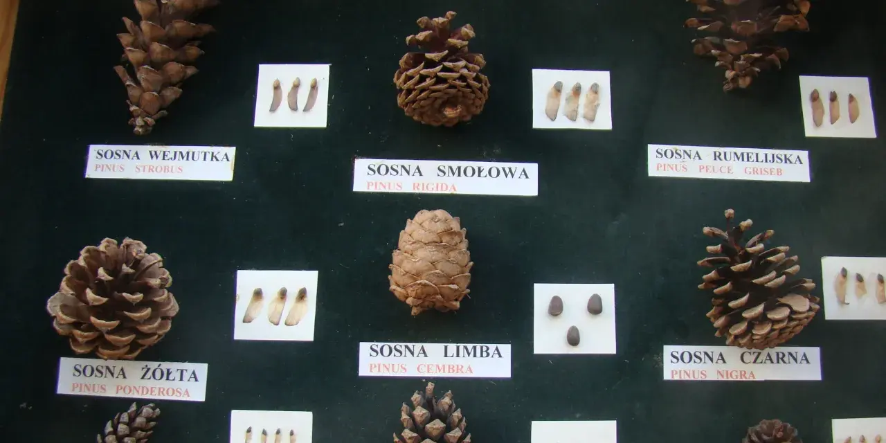 Kiedy spadają szyszki, można podziwiać różnorodność gatunków sosny, od długiej wejmutki po małą górską.