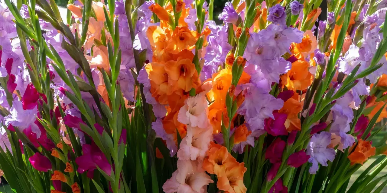 Un vibrante ramo de gladiolos en maceta, con flores en tonos naranja, lila, rosa y fucsia, iluminadas por el sol.