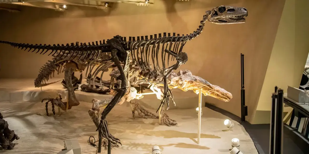 Szkielet dinozaura w muzeum w Londynie. Te prehistoryczne stworzenia budzą zachwyt.