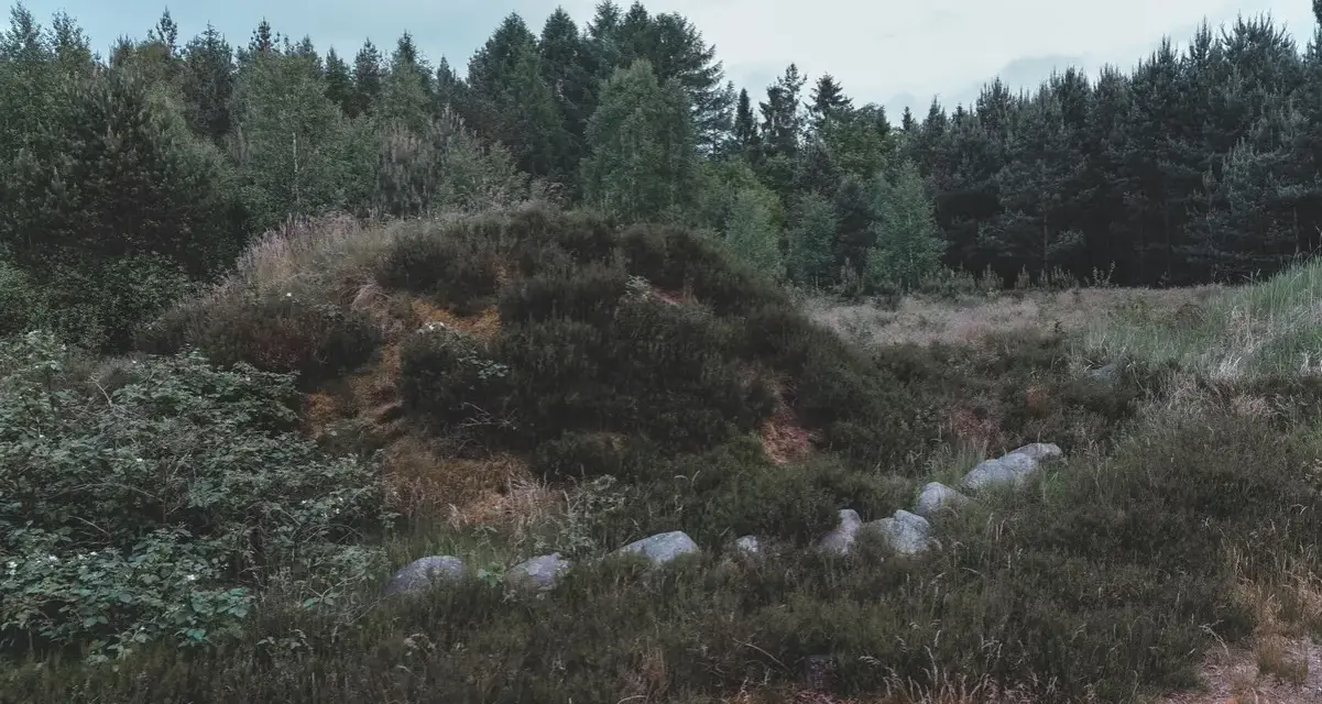 Kamienne kręgi ukryte wśród wrzosowisk i lasu, tworzące tajemniczy krajobraz.