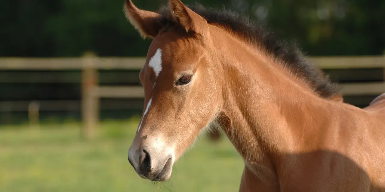 Un poulain brun clair, peut-être atteint de Rhodococcus equi, regarde avec curiosité. Son pelage est doux, sa crinière noire et une étoile blanche orne son front.