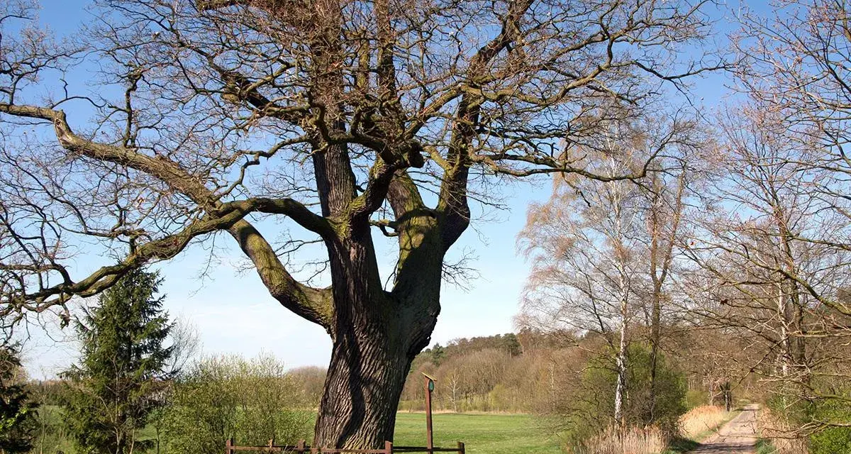 Potężny dąb, pomnik przyrody na prywatnej działce, rozpościera swe konary nad polną drogą.