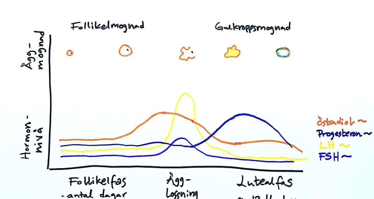 Diagram över menstruationscykeln som visar hur nivåerna av kvinnliga hormoner (östradiol, progesteron, LH, FSH) förändras under cykelns olika faser.