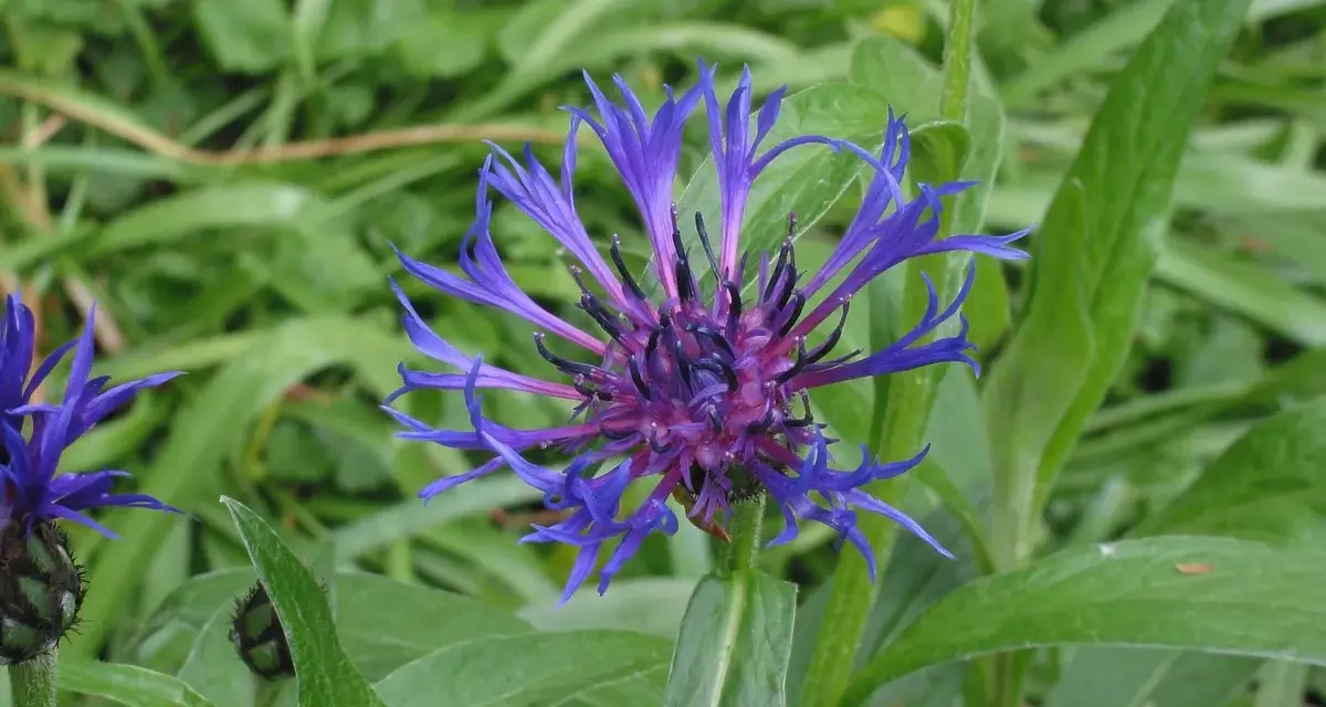 Eine leuchtend blaue Berg-Flockenblume entfaltet ihre zarten Blütenblätter vor einem Hintergrund aus sattgrünem Laub.