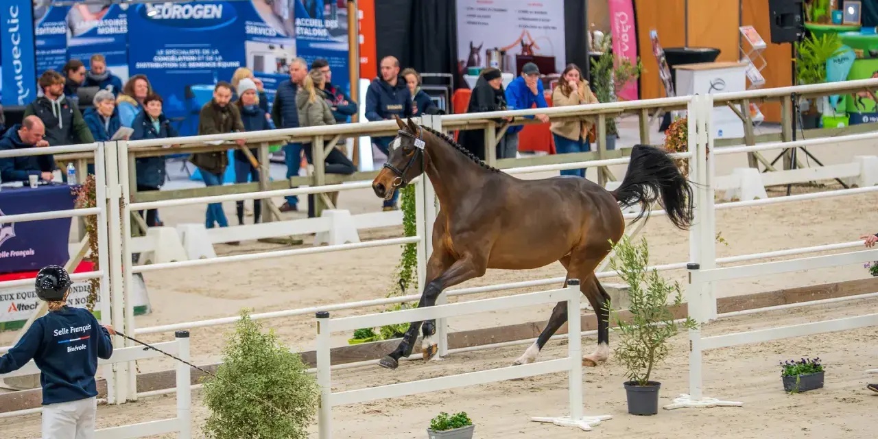 Un magnifique étalon sf, fier et puissant, défile dans une arène sous le regard des spectateurs.