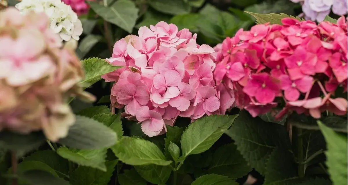 Hortensias rosadas y fucsias, con hojas verdes. Consejos para sus cuidados y floración.