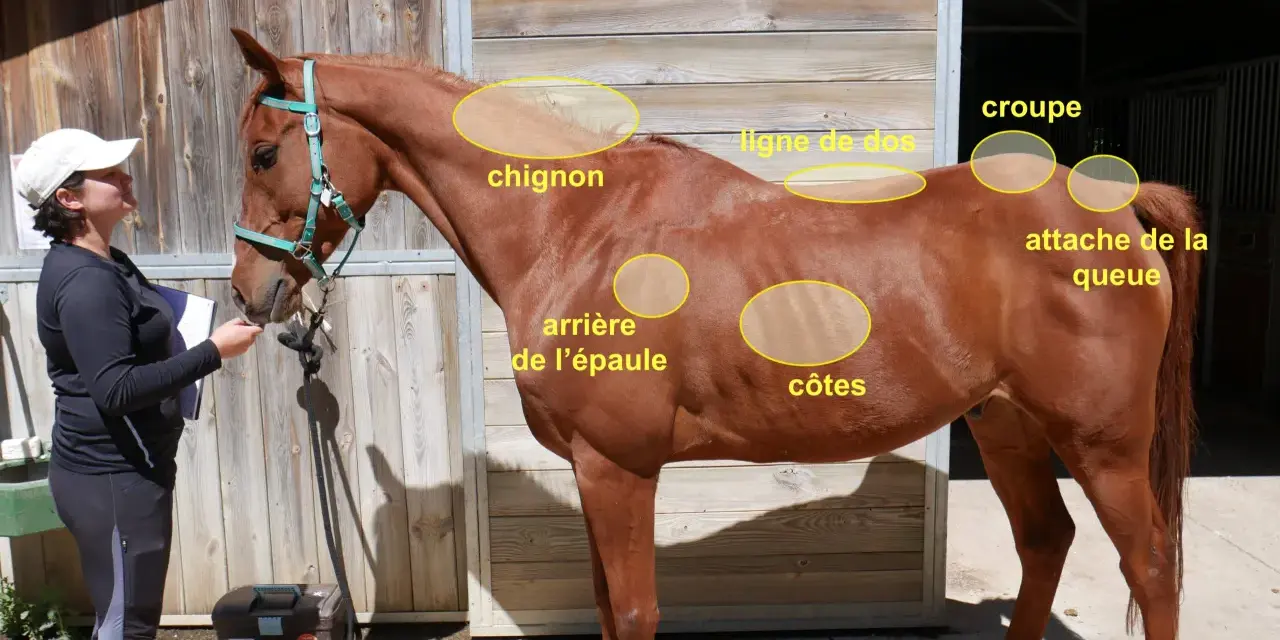 Un cheval bai, marqué par la sueur de cheval, est examiné par une femme. Des zones de son corps sont mises en évidence.