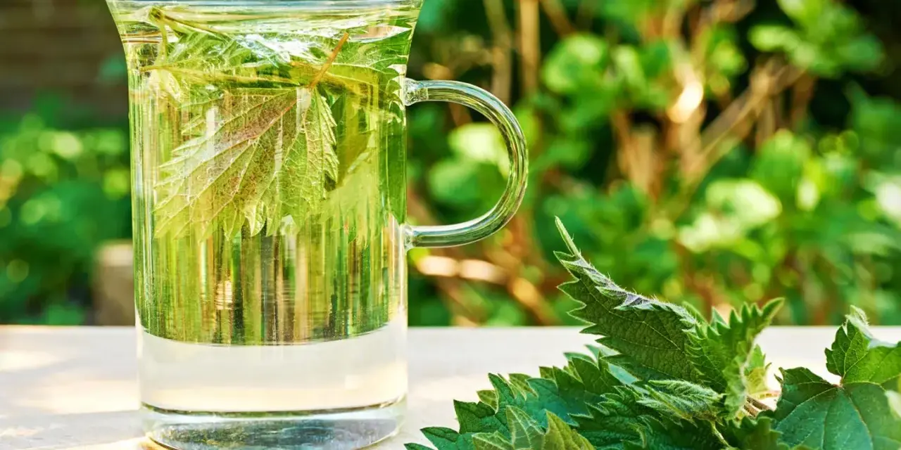 Ein Glas mit Brennnesseltee, daneben frische Brennnesselblätter. Perfekt für eine gesunde Brennnesseltee Kur im Grünen.