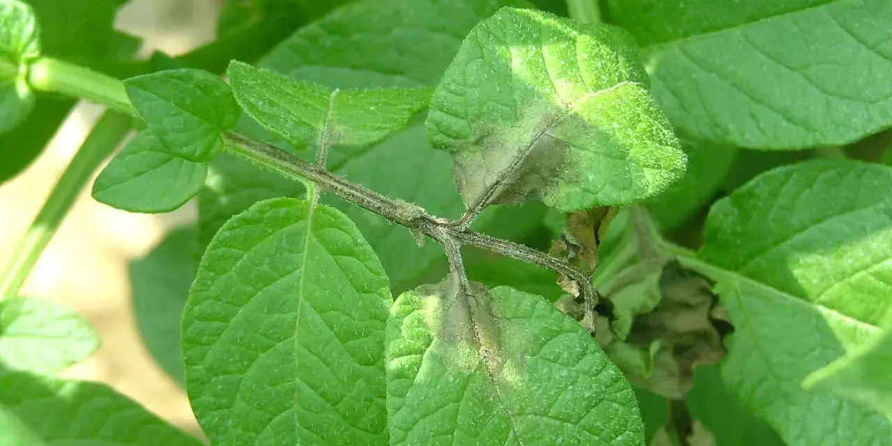 Foglie di patata colpite dalla peronospora, con macchie marroni e necrotiche sui margini e sulle nervature.