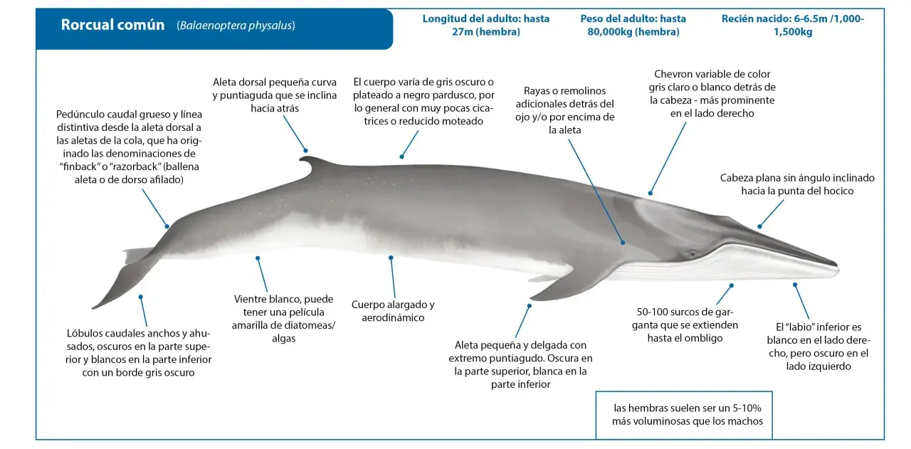 Ilustración detallada de una ballena rorcual común, mostrando sus características anatómicas y datos sobre su tamaño y peso.