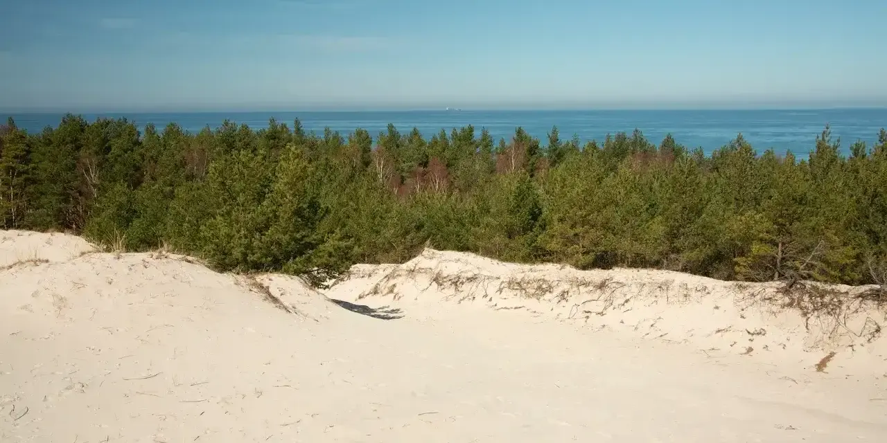 Piasek i sosny na wydmach lubiatowskich, z widokiem na spokojne morze i błękitne niebo.