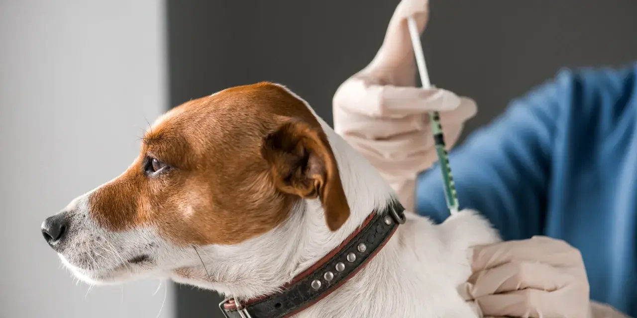 Weterynarz w rękawiczkach podaje zastrzyk małemu psu rasy Jack Russell Terrier.