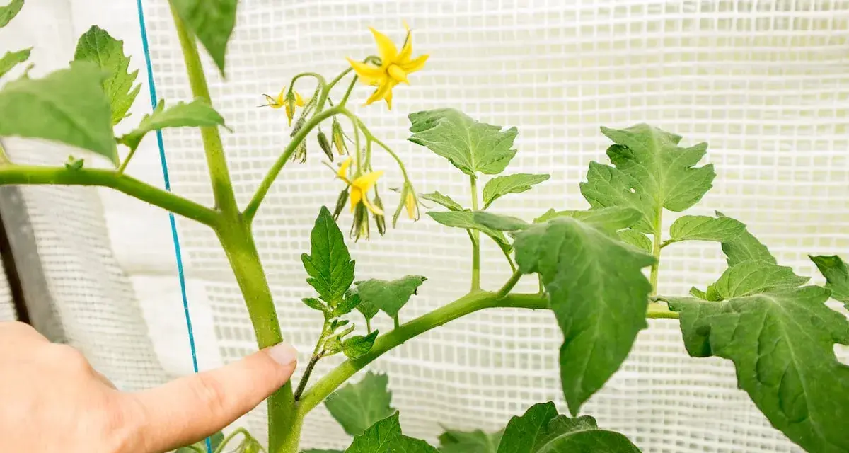 Finger zeigt auf einen Triebansatz an einer Tomatenpflanze, der zum Ausgeizen bereit ist. Gelbe Blüten sind sichtbar.