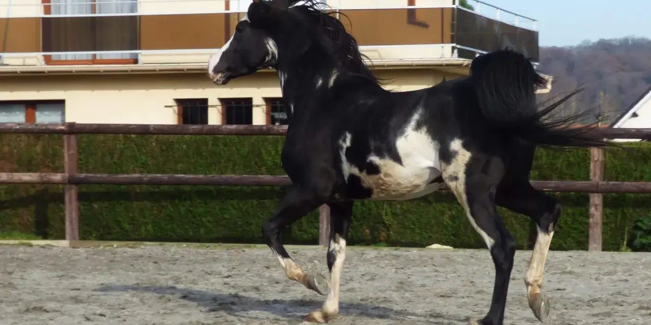 Un magnifique étalon pur sang arabe, noir et blanc, galope dans une carrière. Sa crinière flotte au vent, témoignant de sa puissance et de sa grâce.