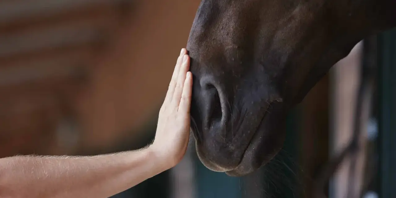 Une main caresse le museau d'un cheval. Une connexion douce, qui nous rappelle pourquoi les chevaux ne peuvent pas vomir.
