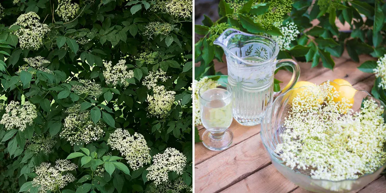 Fläderträd i full blom. Bredvid en karaff med fläderblomsaft, ett glas och en skål med fläderblommor och citroner.
