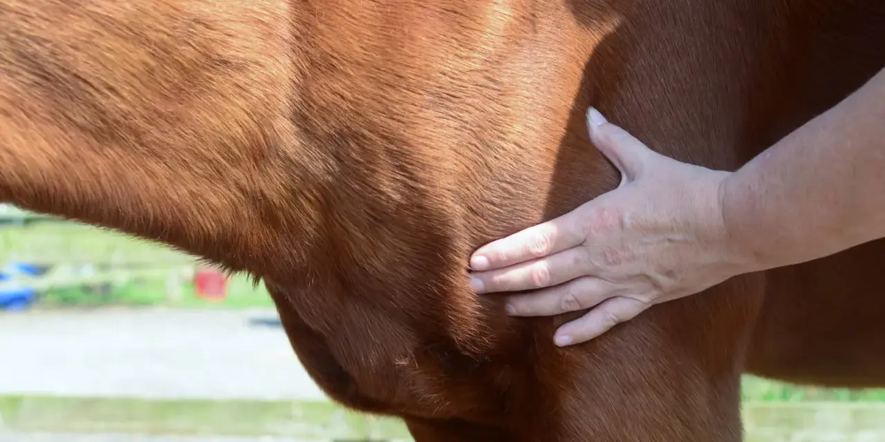 Main d'un vétérinaire palpant un lipome sous la peau d'un cheval bai.