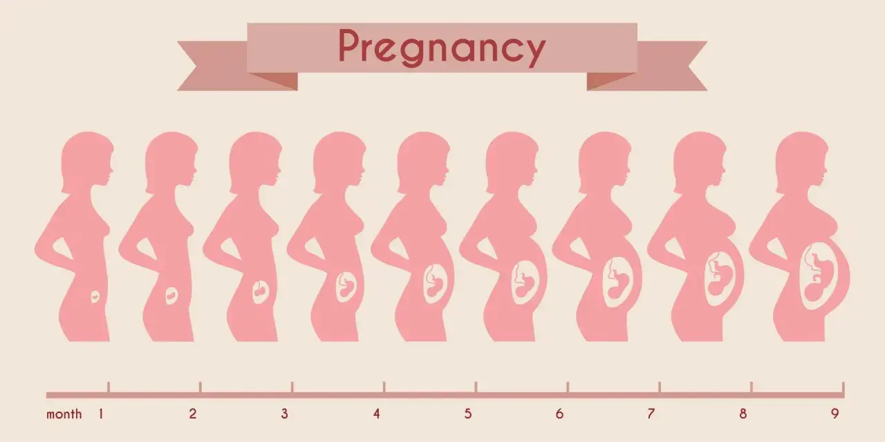 Sylwetki kobiet pokazują rozwój ciąży od 1. do 9. miesiąca. Pierwszy trymestr trwa do 3. miesiąca.