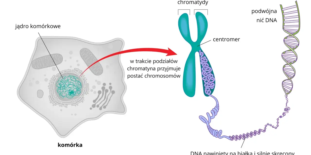 Komórka z jądrem, w którym chromatyna tworzy widoczny chromosom. DNA nawinięty na białka, tworząc podwójną nić.