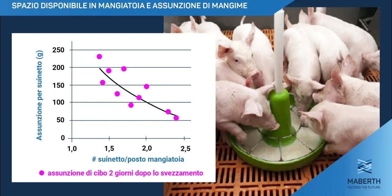Suinetti affamati si accalcano attorno a un mangiatoio, mentre un grafico mostra l'assunzione di cibo per maiale.