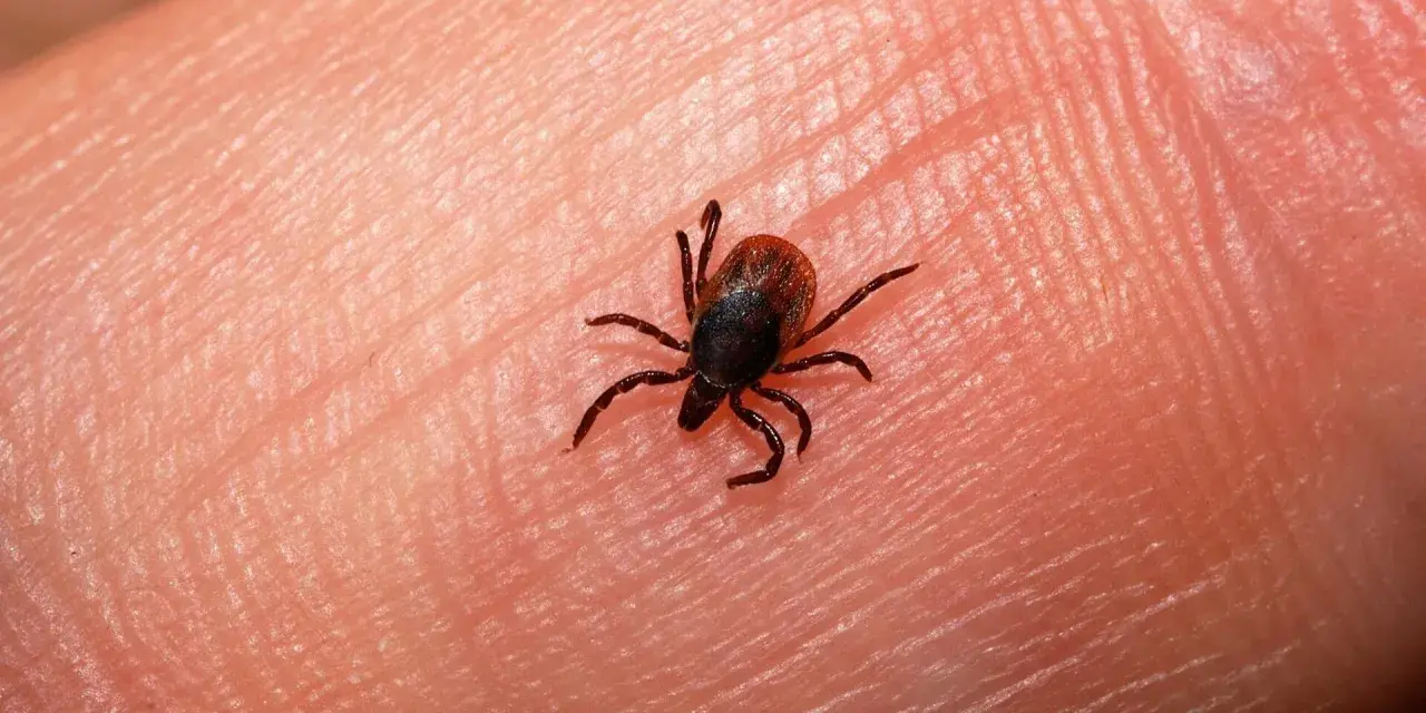 Una garrapata pequeña, con ocho patas, se arrastra sobre la piel humana.