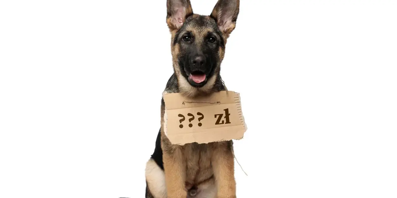 Szczeniak owczarka niemieckiego z tabliczką "??? zł" zastanawia się, ile kosztuje owczarek niemiecki.