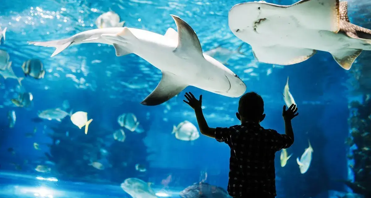 Chłopiec z zachwytem patrzy na rekiny i płaszczki w oceanarium w Walencji.