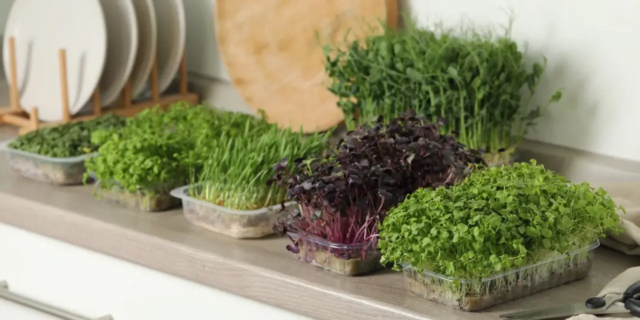 Frische Ernte: Verschiedene Sorten Microgreens anbauen, von zartgrün bis dunkelrot, bereit für die Küche.