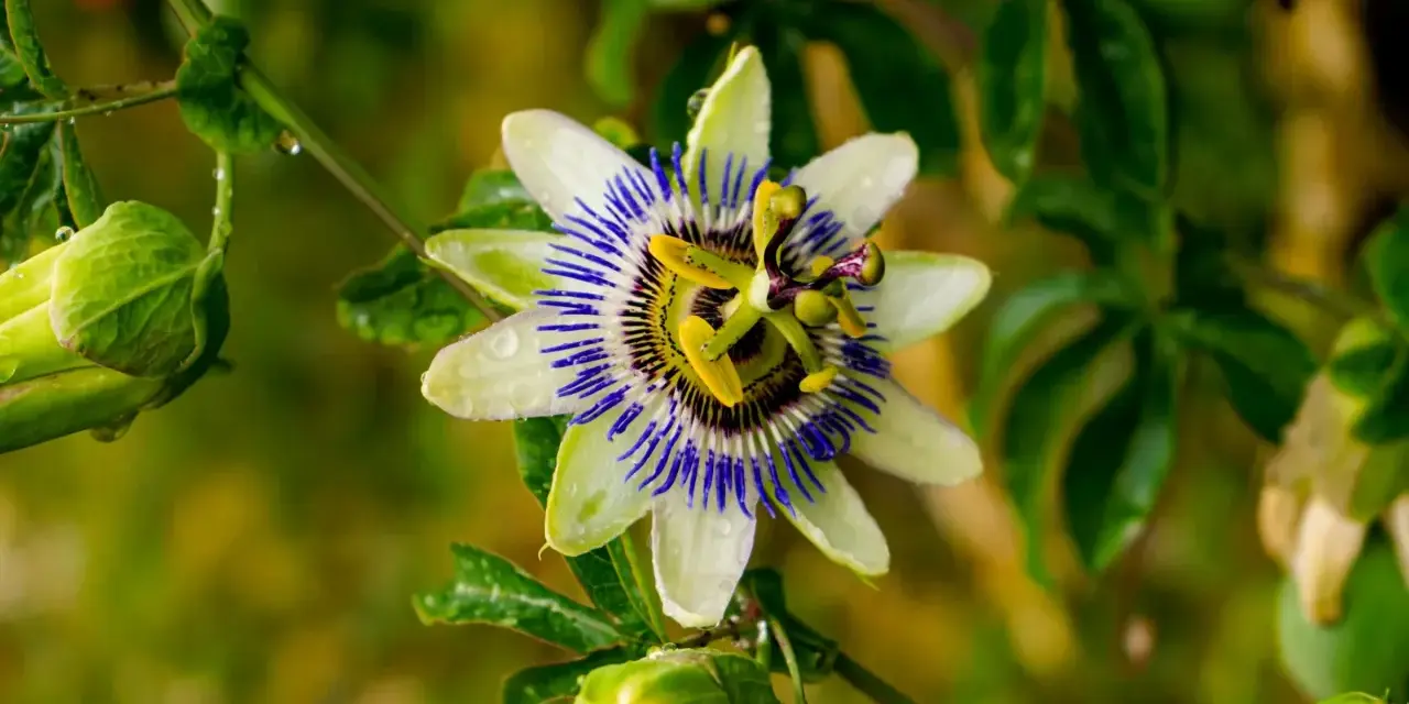 Passiflora in fiore, con gocce di pioggia sui petali bianchi e blu. Le sue proprietà sono note per il benessere.