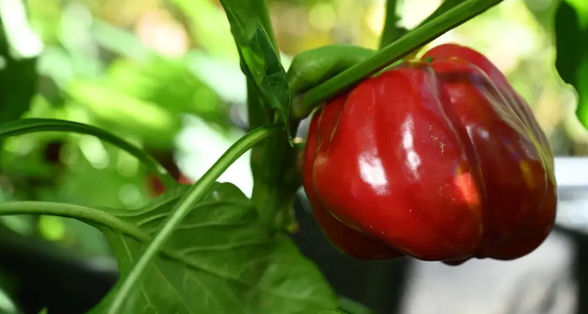 Reife rote Paprika am Strauch. Beim Paprika selber ziehen ist es wichtig zu wissen, dass die Früchte nicht giftig sind.