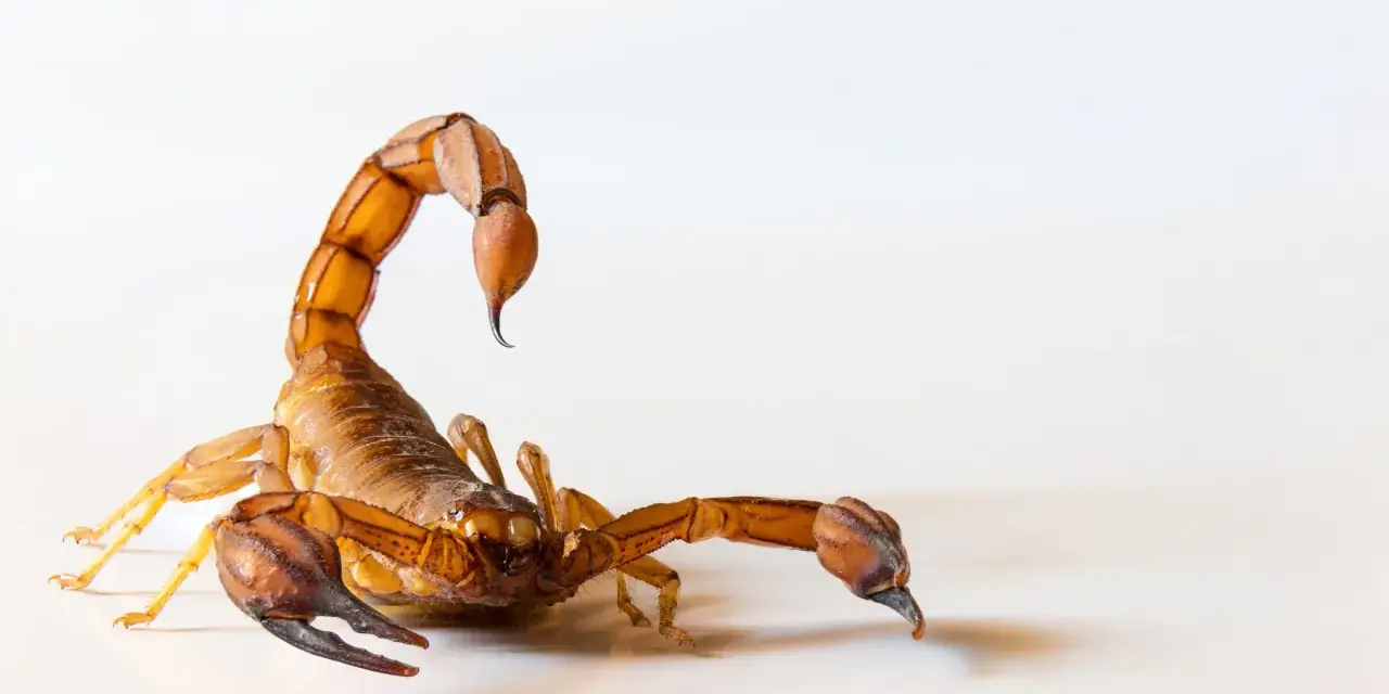 Un escorpión marrón con su cola curvada sobre su espalda, listo para cazar. Los escorpiones comen insectos y otros arácnidos.