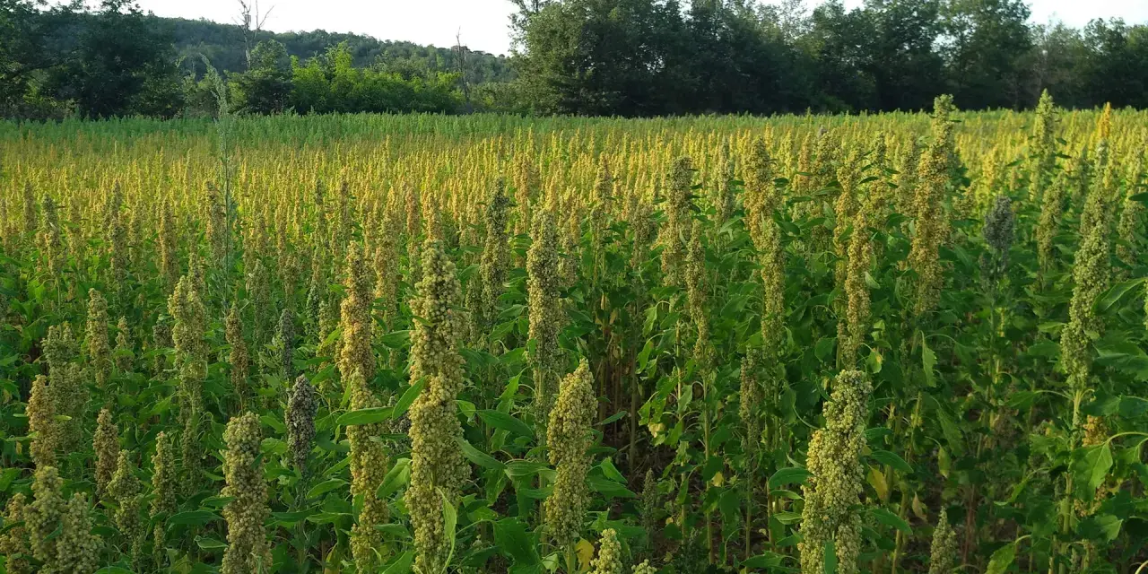 Campo rigoglioso di quinoa pianta, con spighe dorate che ondeggiano al sole. Alberi sullo sfondo creano un contrasto verde.