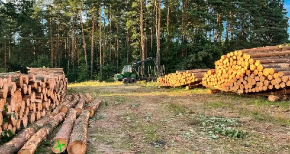 Wycinka drzew jaki VAT – uniknij niepotrzebnych kosztów i błędów