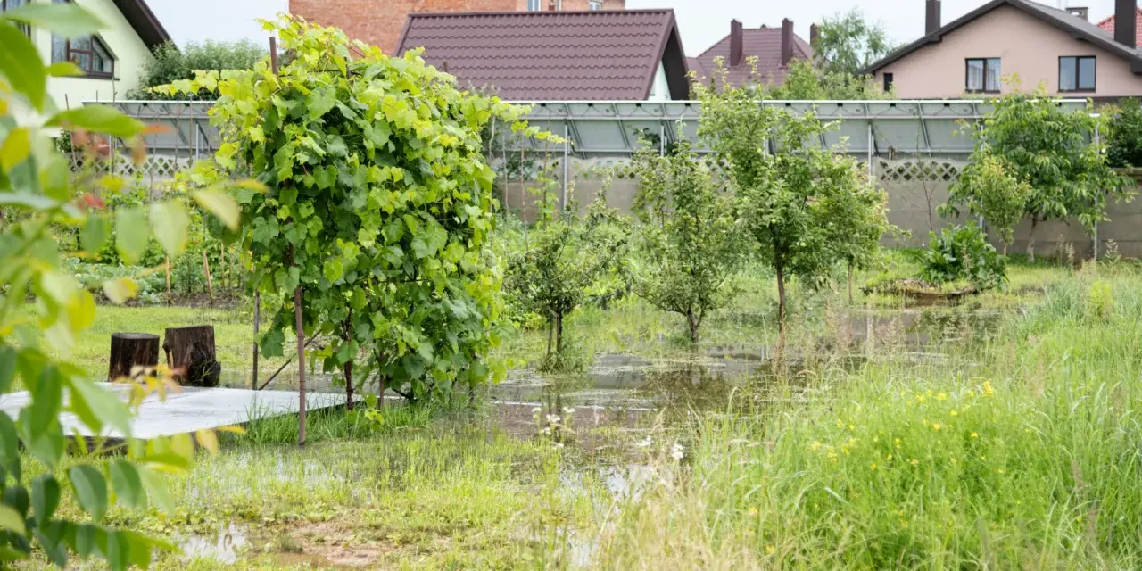 Woda na działce po deszczu, zalane trawniki i młode drzewka. W tle domy i szklarnia.