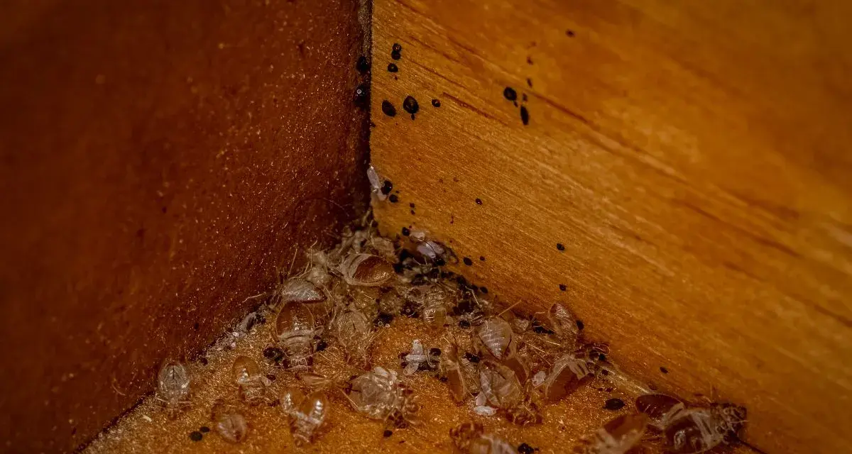 Esquina de madera con restos de mudas de chinches y sus pequeñas cagadas negras.