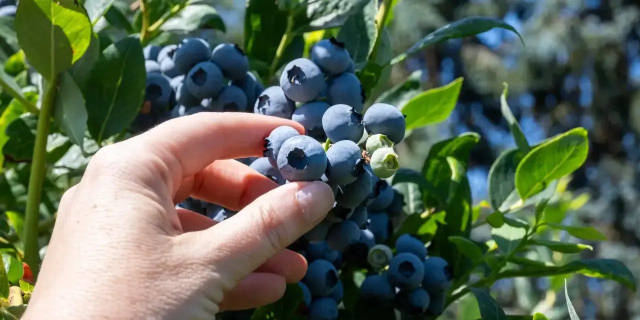 Dłoń zbiera dojrzałe borówki z krzaka. To jakby książę borówka zapraszał do degustacji.
