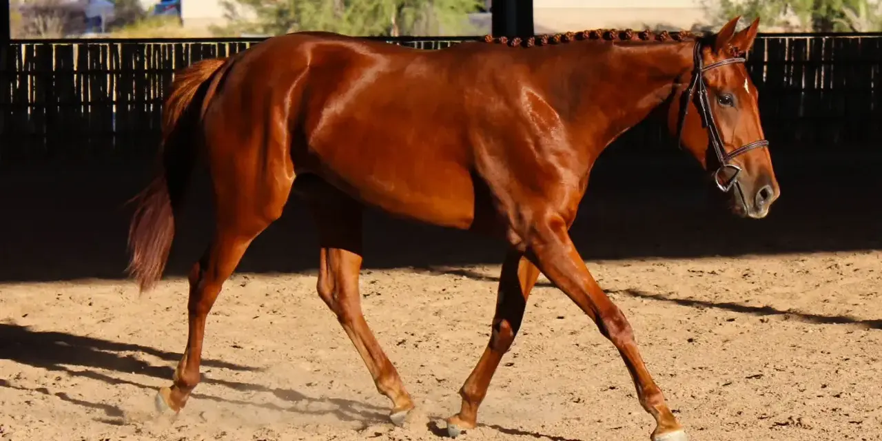 Magnifique cheval bai en mouvement dans une carrière, prêt pour un prix cheval CSO 5 étoiles.