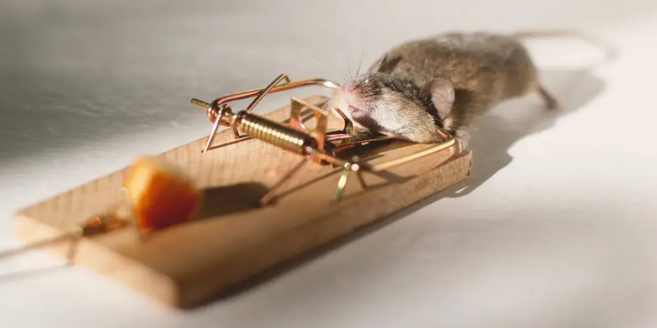Un ratón doméstico atrapado en una trampa de madera con un trozo de queso.