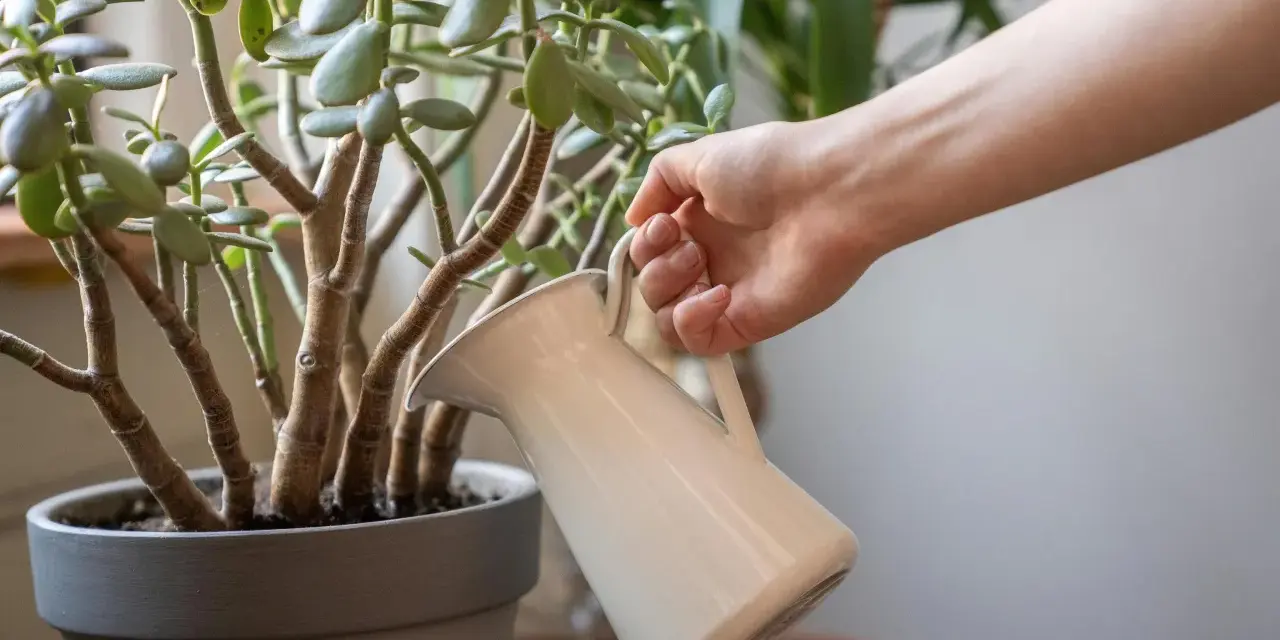 Mano regando un árbol de jade, cuidando sus hojas carnosas. El riego adecuado es clave para los cuidados del árbol de jade.
